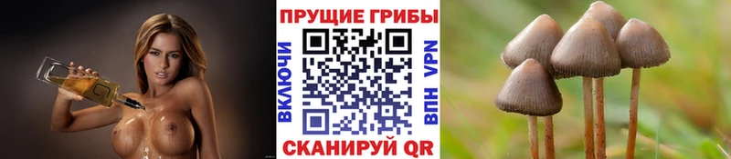Купить где  Урюпинск  Галлюциногенные грибы Psilocybine cubensis 